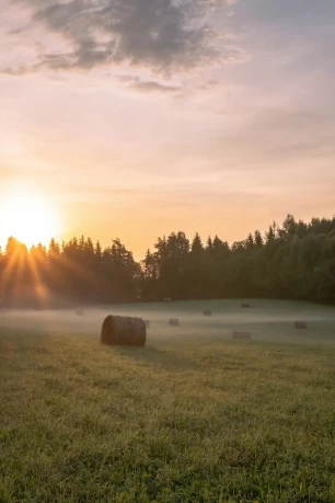 Champ et arbres dans la brume au lever du soleil, en automne